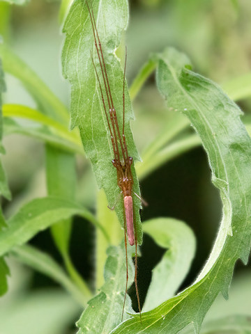 Long-jawed Spider (Tetragnatha bituberculata) (Tetragnatha bituberculata)